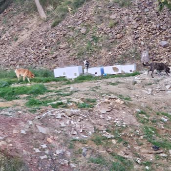 Ümraniye'de Saldırgan Sokak Köpekleri Tehlikesi