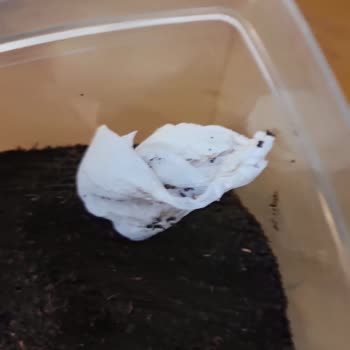 Trendyol'dan Gelen Hijyen Sorunu: Kullanılmış Mendil Şoku