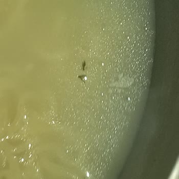 Knorr Curried Noodle Contains Insect and Black Residue
