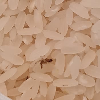 Duru Baldo Pirinçte Böcek Şoku