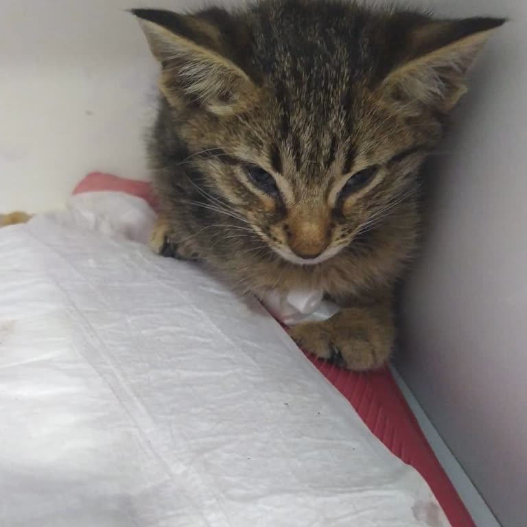 Veteriner Kliniğinde Maddi Engeller Ve Sorumsuzluk