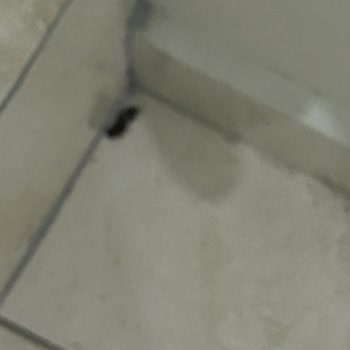 Küf Ve Böceklerle Dolu Otel Kabusu