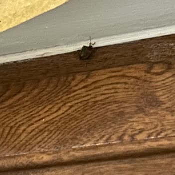 Küf Ve Böceklerle Dolu Otel Kabusu