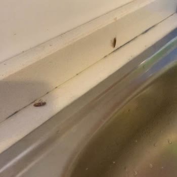 Taraklı Termal'de Böcekli Ve Bakımsız Daire Kabusu