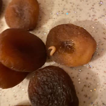 Peyman Gün Kurusu Kayısısından Kurt Şoku!