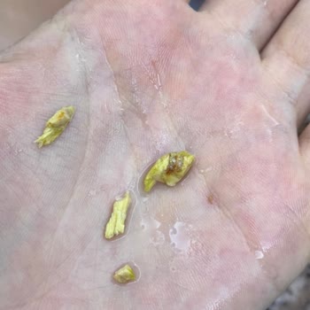 Baklavanın İçinden Çıkan Odun Parçaları Şaşırttı