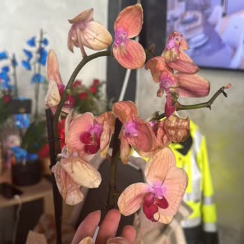 Osevio.com Üç Kez Hayal Kırıklığı: Eksik Ve Kusurlu Çiçekler