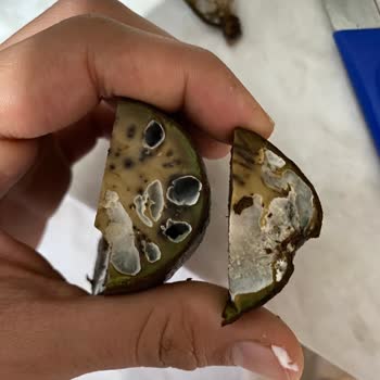 Olgunlaşmış Avokado Hayal Kırıklığı Yaşattı