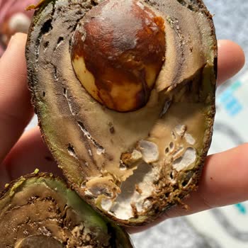 Olgunlaşmış Avokado Hayal Kırıklığı Yaşattı