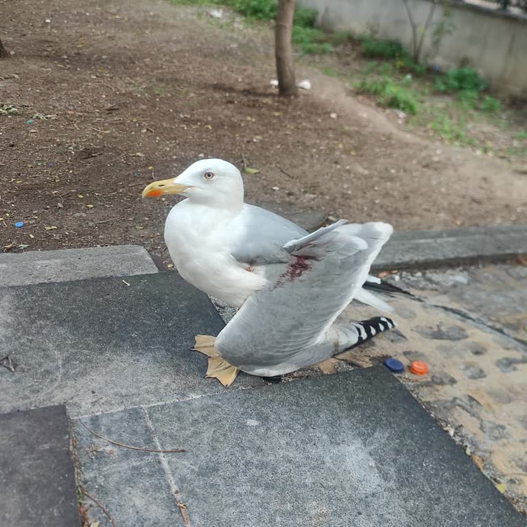 Yaralı Martı İçin Umutsuz Bekleyiş