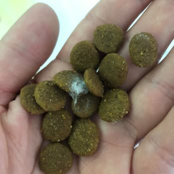 Küflü Mama Ve İletişim Eksikliği