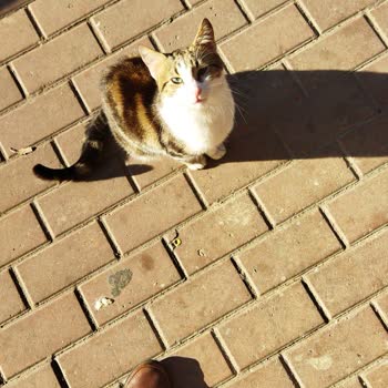 Kayıp Kedi Ve Yetersiz Bilgilendirme