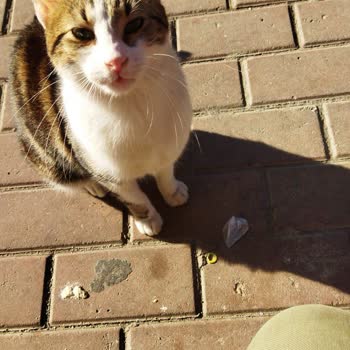 Kayıp Kedi Ve Yetersiz Bilgilendirme