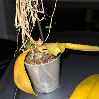 Frezya Çiçek (Antalya) Mağdur Olmam