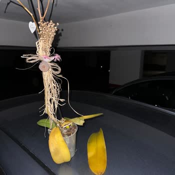 Frezya Çiçek (Antalya) Mağdur Olmam