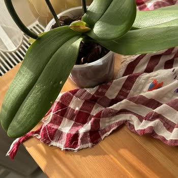 Frezya Çiçek (Antalya) Mağdur Olmam