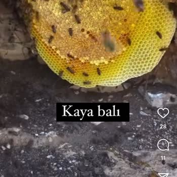 Kenger Balı Görsellerden Farklı Gelen Ürünler