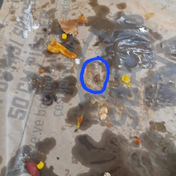 Sbarro Pizza'da Zeytin Çekirdeği: Oğlumun Dişi Zarar Gördü