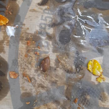 Sbarro Pizza'da Zeytin Çekirdeği: Oğlumun Dişi Zarar Gördü