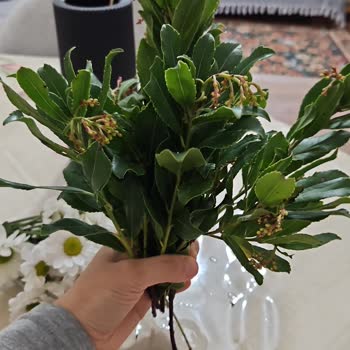 Çiçek Sepeti'nde Hayal Kırıklığı: Beklenen Çiçek Yerine Ot Geldi