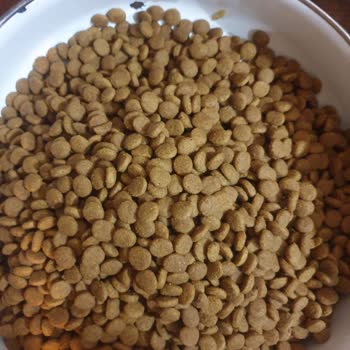 Sahte Mama Skandalı: Kedilerim Tehlikede