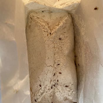 A101'den Aldığım Un Böcekli Çıktı Sağlığımız Tehlikede