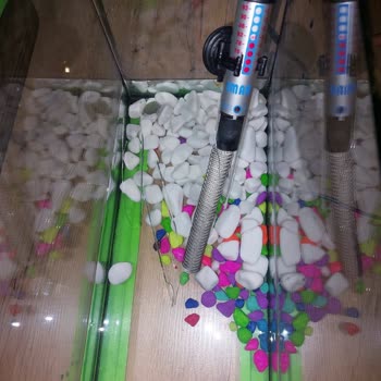 Balo Petshop Metromall Şikayeti