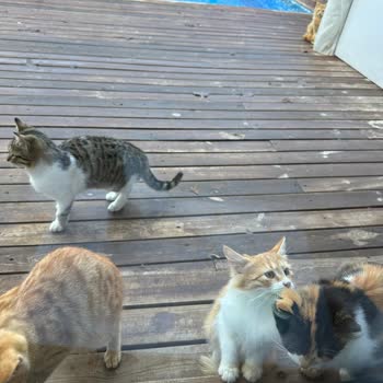 Hayal Kırıklığı Yaratan Bungalov Deneyimi