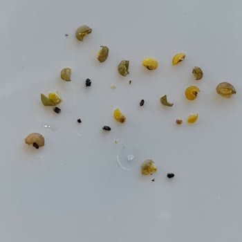 Duru Yeşil Mercimekte Böcek Sorunu: Güven Sarsıcı Deneyim