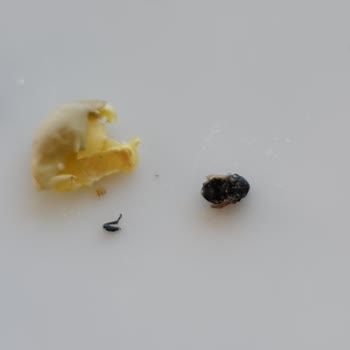 Duru Yeşil Mercimekte Böcek Sorunu: Güven Sarsıcı Deneyim