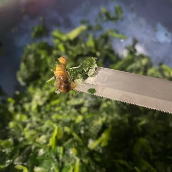 Superfresh Ispanakta Böcek Şoku