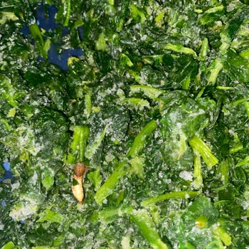 Superfresh Ispanakta Böcek Şoku