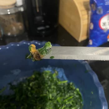 Superfresh Ispanakta Böcek Şoku