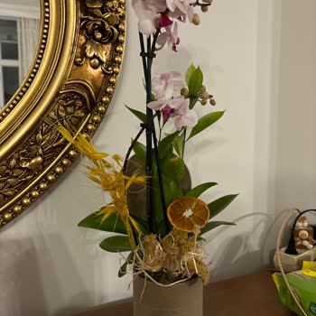 Yanlış Çiçek Teslimatı Ve Eksik Bilgilendirme