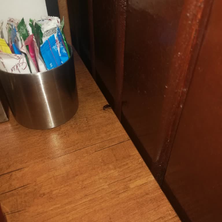 Hijyen Sorunları Ve İlgisiz Çalışanlar: Zigana Pide'de Hayal Kırıklığı