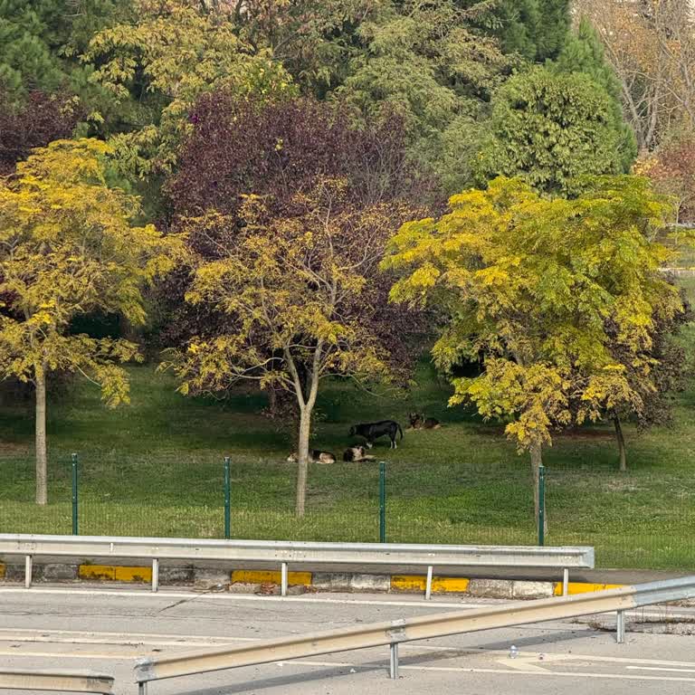 D100 Karayolu'nda Saldırgan Köpek Tehdidi Ve Belediyelerin İlgisizliği