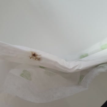 Molped Ped İçinden Böcek Çıktı: Şok Edici Deneyim