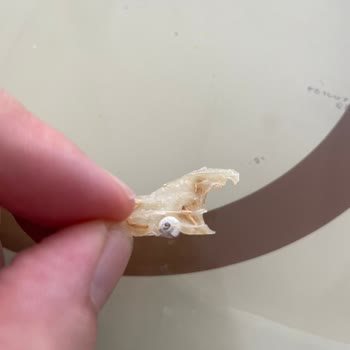 Tarhana Cipsinde Şok: Üründen Salyangoz Çıktı