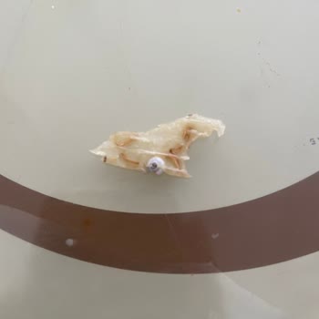 Tarhana Cipsinde Şok: Üründen Salyangoz Çıktı