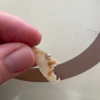 Tarhana Cipsinde Şok: Üründen Salyangoz Çıktı