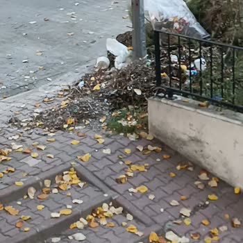 Çöp Kutularının Yanlış Kullanımı Ve Böcek Sorunu