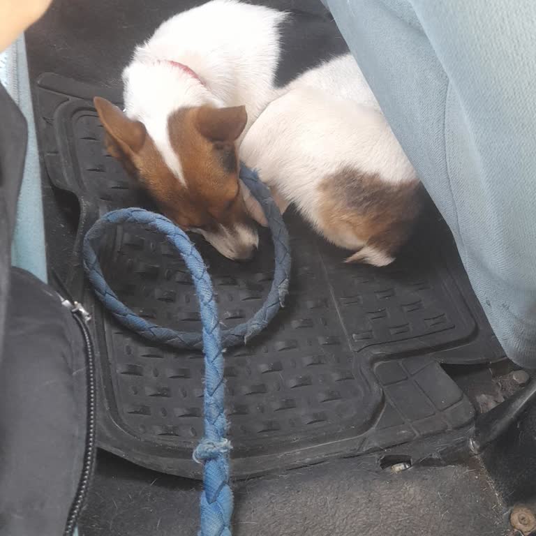 Lüks Ereğli Evcil Hayvanla Seyahat Sorunu