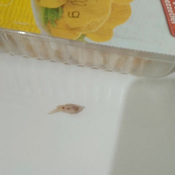 Nugget İçinden Çıkan Tehlikeli Kemik Parçası