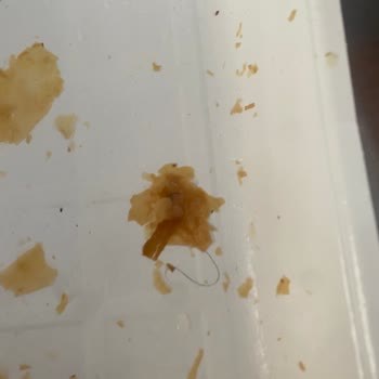 Levent Börek'ten Hijyen Sorunu