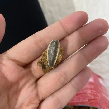 BİM Marketten Aldığım Simbat Fıstık Paketinde Beklenmedik Çekirdek Sürprizi