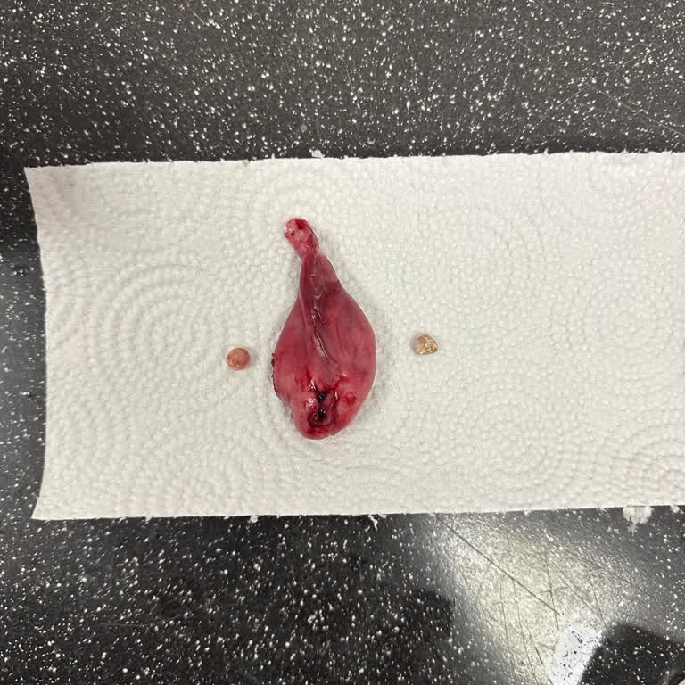 Yıldız Veteriner Kliniği (Balıkesir) Mağduriyeti