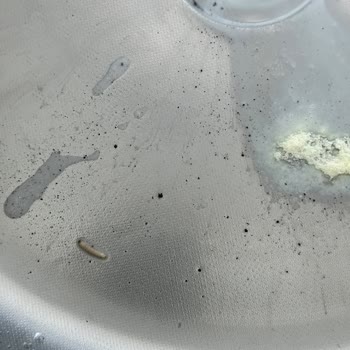 Bebek Mamasında Kurt Şoku: Güvenli Mi?