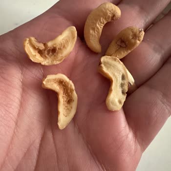 BİM'den Aldığım Kaju Kuruyemişin Kalitesizliği Ve Kurtlanma Sorunu