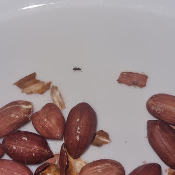 Böcekli Ve Çürümüş Yer Fıstığı Skandalı