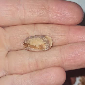 Böcekli Ve Çürümüş Yer Fıstığı Skandalı